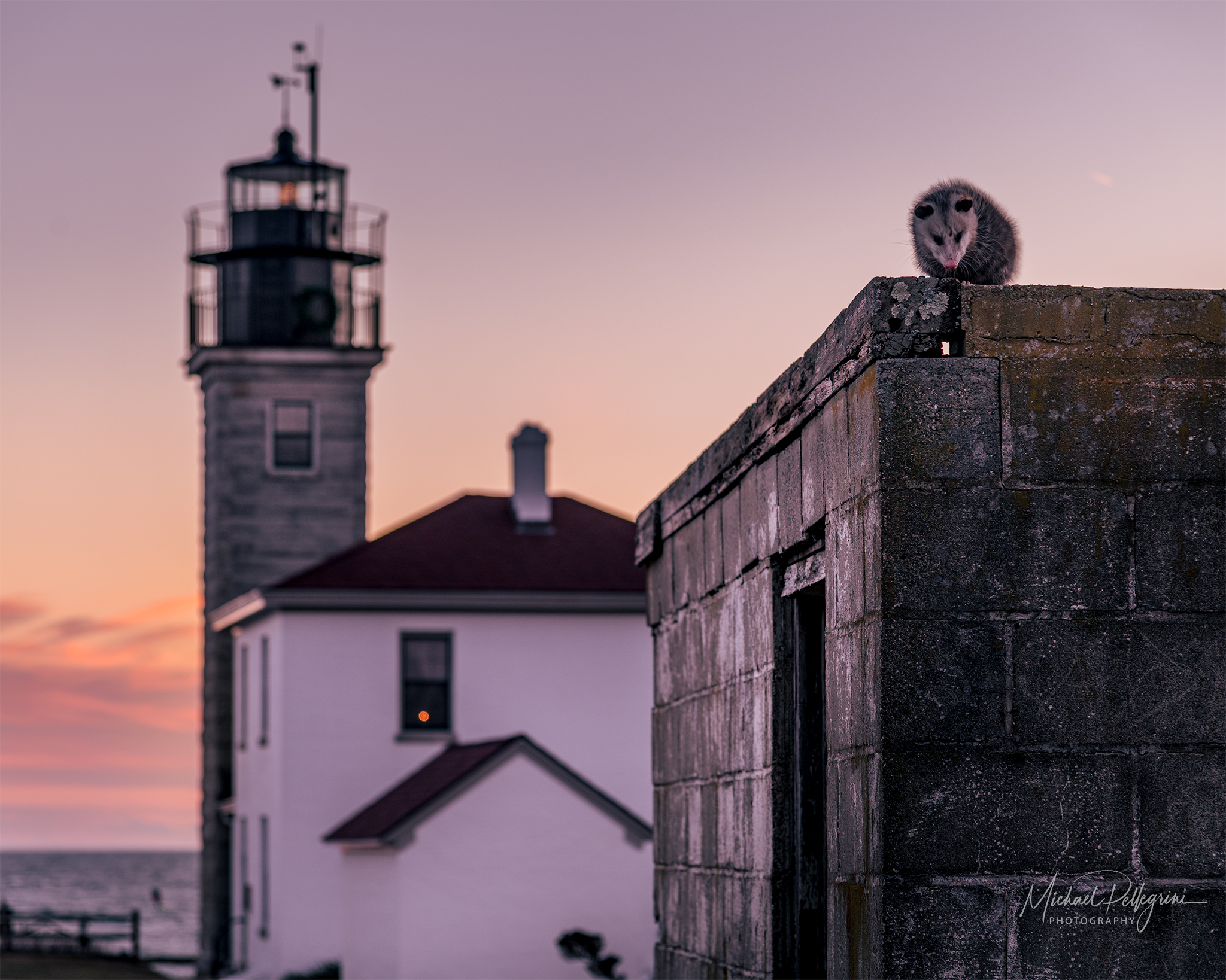 Beavertail Lighthouse Opossum 