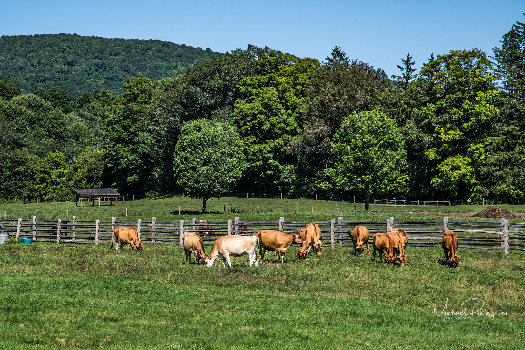 Cows At Billings Farm